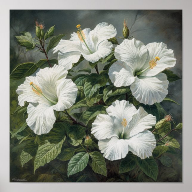 White Hibiscus Flower Art Print Poster (Front)