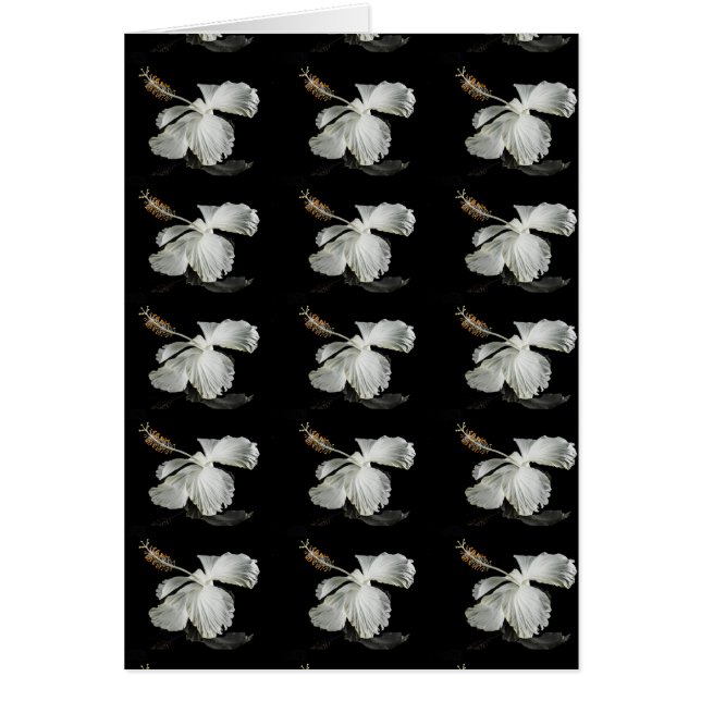 White Hibiscus Flower Side View (Front)