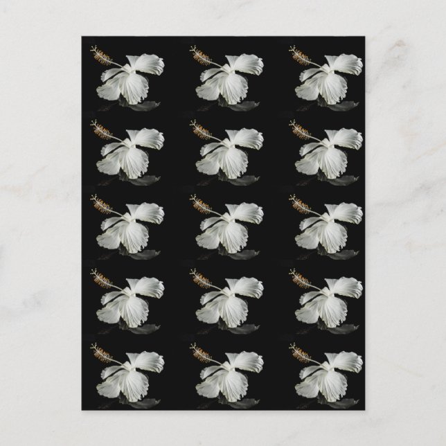 White Hibiscus Flower Side View Postcard (Front)