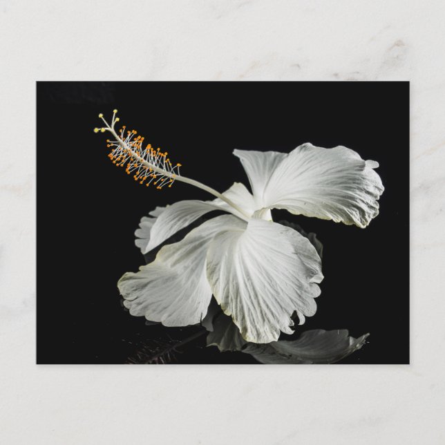 White Hibiscus Flower Side View Postcard (Front)
