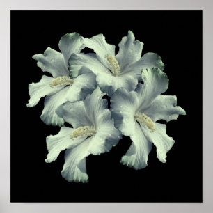 White Hibiscus Flowers Bouquet Poster