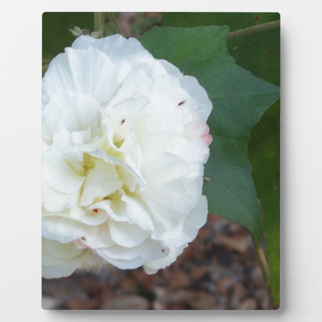 white hibiscus mutabilis flower plaque (Front)