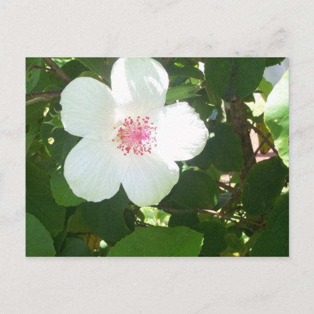 White Hibiscus Postcard (Front)