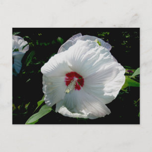 White Hibiscus Postcard