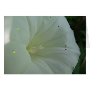 White hoist bloom, blank