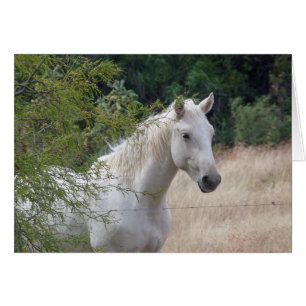 White horse