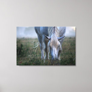 White Horse Canvas Print