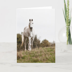White horse card