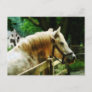 White Horse Closeup Postcard