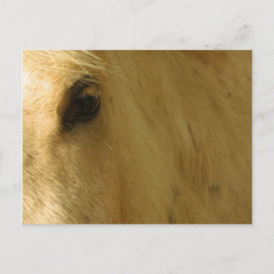 White Horse Closeup Postcard