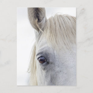 White Horse Face Close-up Photo Postcard