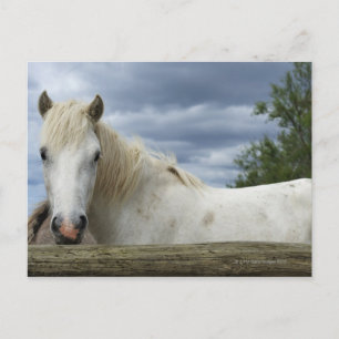 White Horse France Postcard