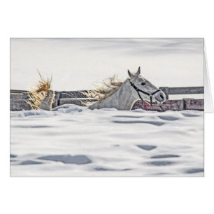 White Horse Galloping In Snow