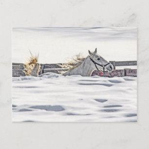 White Horse Galloping In Snow Postcard