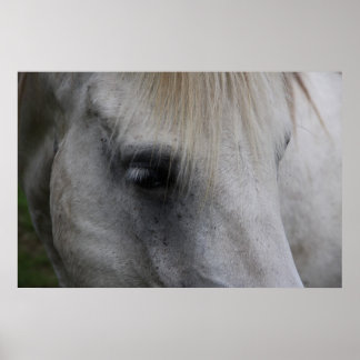 White Horse Gaze of Wisdom - Poster