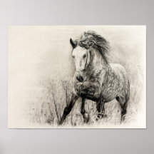 White horse in charcoal