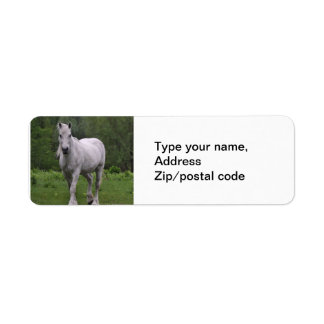 White Horse In Field