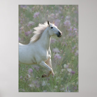 White horse in flowers poster