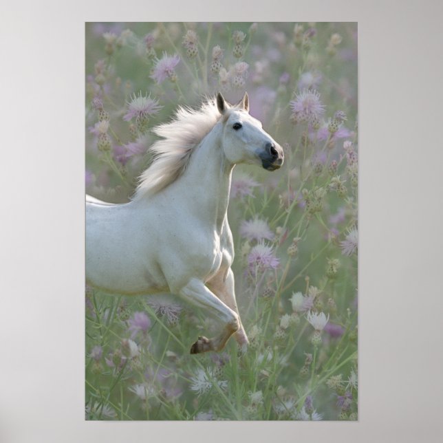 White horse in flowers poster (Front)