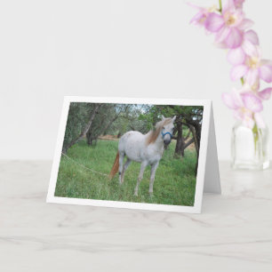 White Horse in Grass Field Card