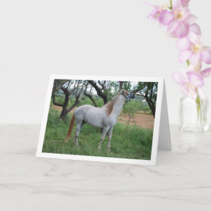 White Horse in Grass Field Card