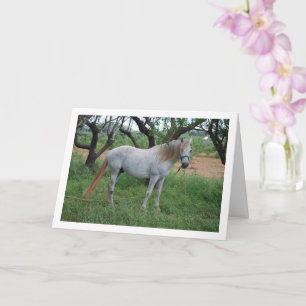 White Horse in Grass Field Card