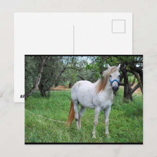 White Horse in Grass Field Postcard