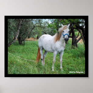 White Horse in Grass Field Poster