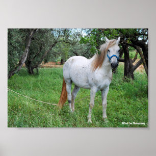 White Horse in Grass Field Poster