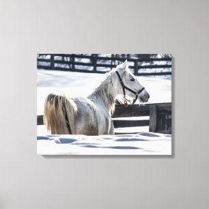 White Horse In Snow Canvas Print