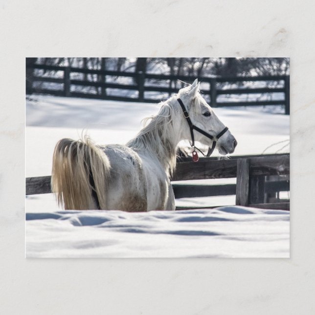 White Horse In Snow Postcard (Front)