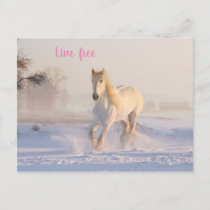 white horse in snow postcard