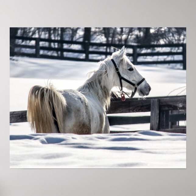 White Horse In Snow Poster (Front)