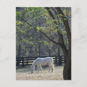 White Horse in trees Postcard