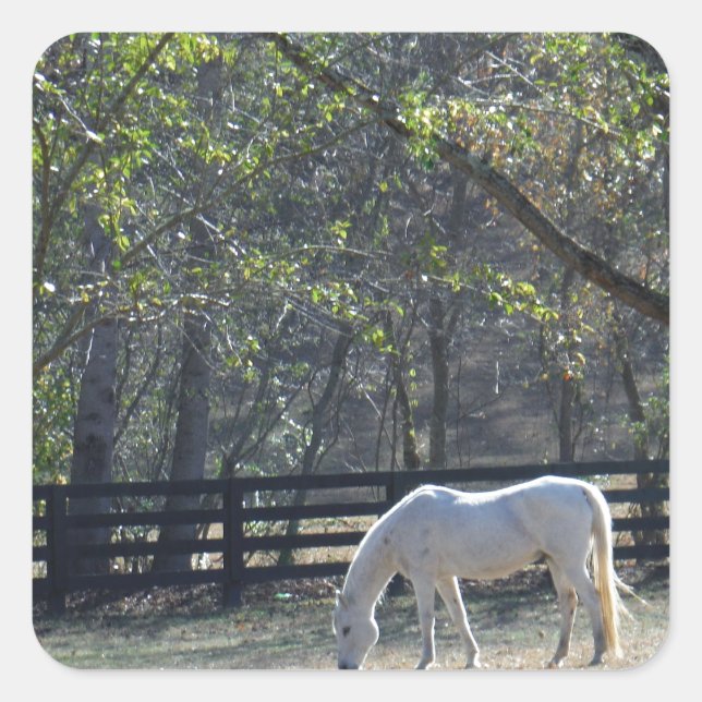 White Horse in trees Square Sticker (Front)