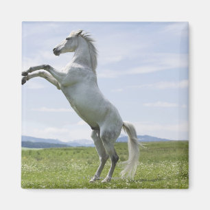white horse jumping on meadow magnet