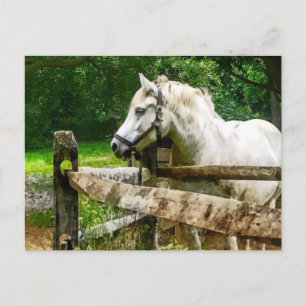 White Horse Looking Away Postcard