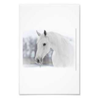 White horse photo print