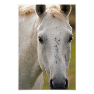 White Horse Portrait Photo Print