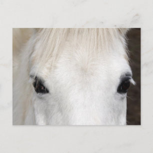 White Horse Portrait Postcard