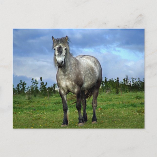 White horse portrait postcard (Front)