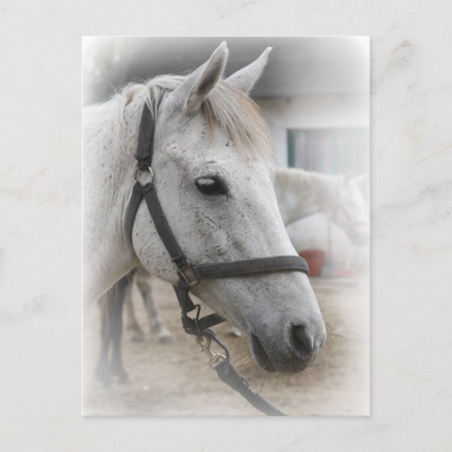 White Horse Portrait Postcard (Front)