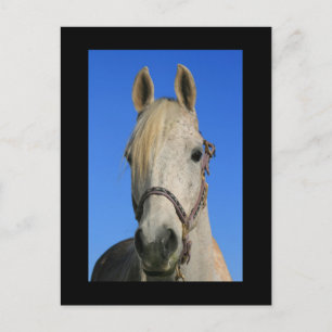 White Horse Postcard