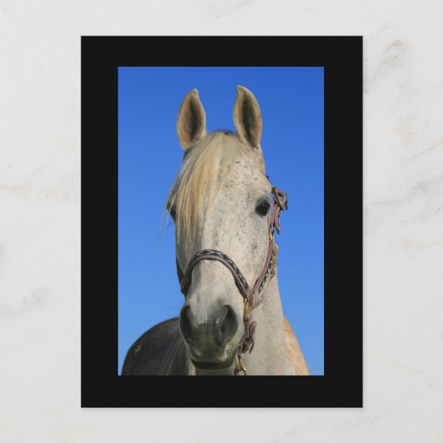 White Horse Postcard (Front)