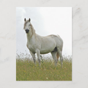 White Horse Postcard