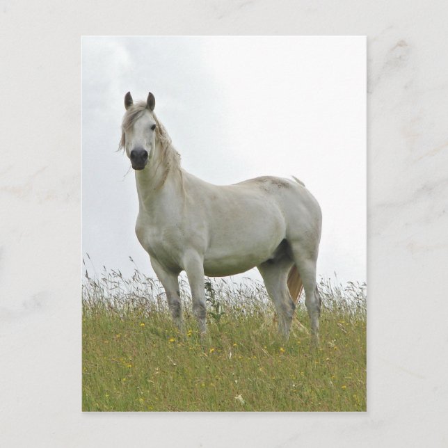 White Horse Postcard (Front)