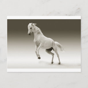 white horse postcard