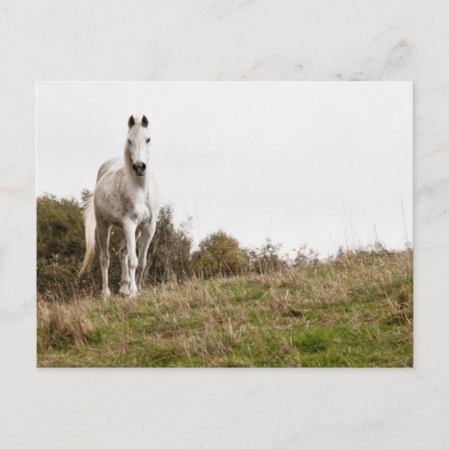 White horse postcard (Front)