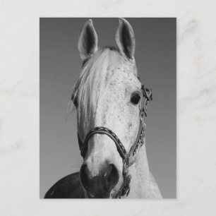 White Horse Postcard