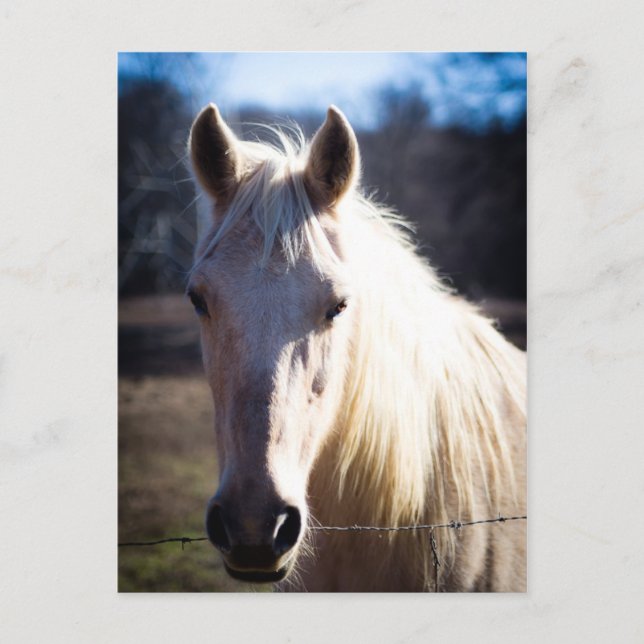 White Horse Postcard (Front)